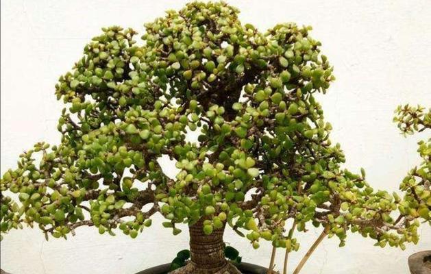 金枝玉叶耐冻吗？冬天如何保护金枝玉叶不被冻伤？