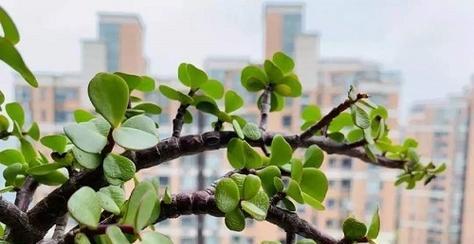 金枝玉叶耐冻吗？冬天如何保护金枝玉叶不被冻伤？