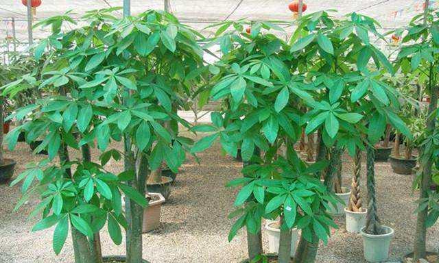 发财树需要阳光吗？如何正确为它提供光照？