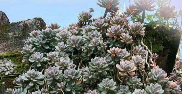 冬美人夏天养护方法是什么？如何确保其安全度夏？