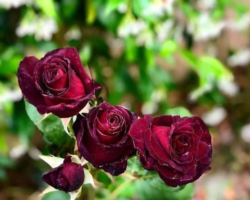 红玫瑰有香味吗？如何辨别玫瑰的香气？