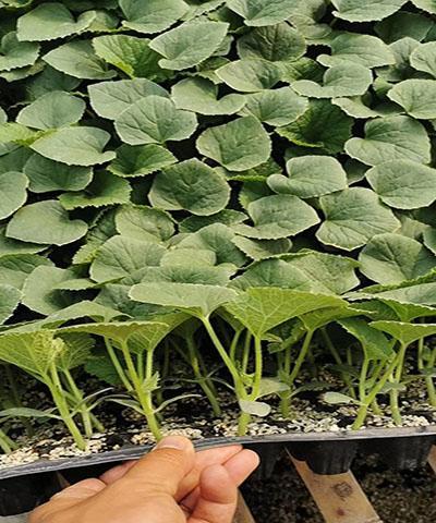 羊角蜜种植时如何选择肥料？哪种肥料最适宜？