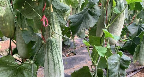 羊角蜜种植时如何选择肥料？哪种肥料最适宜？