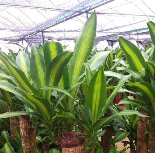 巴西木怕太阳晒吗？如何正确养护避免晒伤？