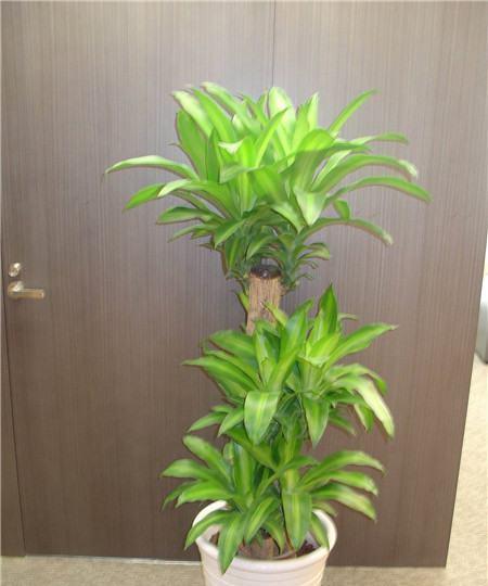 巴西木怕太阳晒吗？如何正确养护避免晒伤？