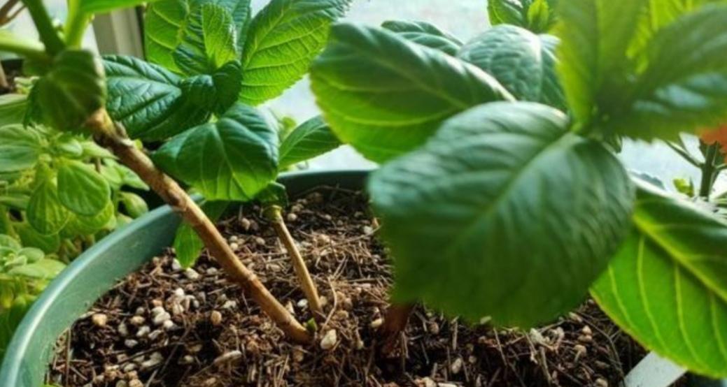 硫酸铝对花卉有哪些作用？哪些花适合用硫酸铝浇灌？