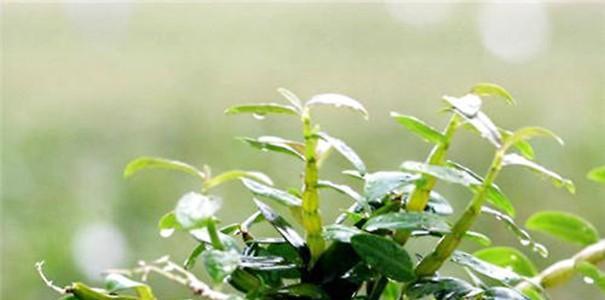 盆栽石斛浇水方法是什么？多久浇一次水合适？