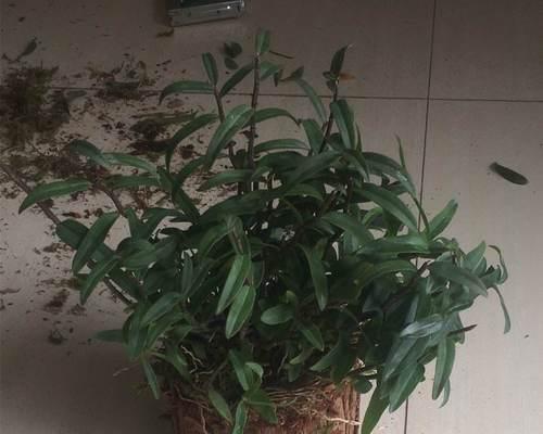 盆栽石斛浇水方法是什么？多久浇一次水合适？