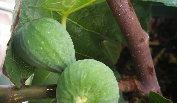 无花果打什么农药好？防治病虫害的有效方法是什么？