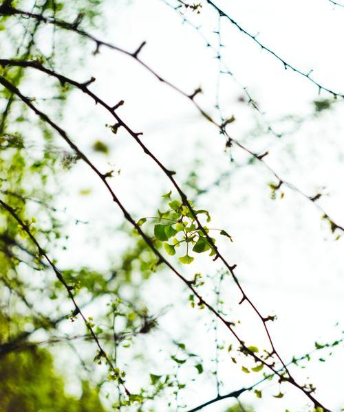 银杏树冬季养护技巧有哪些？如何确保银杏树安全过冬？