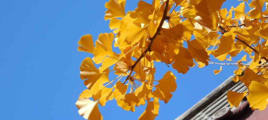 银杏树冬季养护技巧有哪些？如何确保银杏树安全过冬？