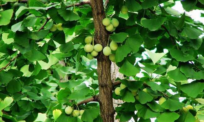 银杏树冬季养护技巧有哪些？如何确保银杏树安全过冬？