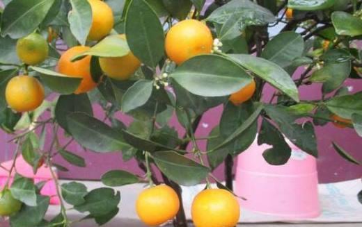 金桔树不结果怎么办？如何提高金桔树的挂果率？