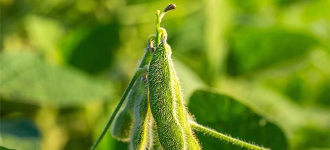 毛豆属于什么科？毛豆的种植和食用方法有哪些？