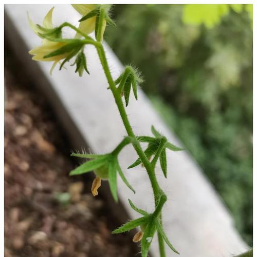 番茄开花结果需要多长时间？常见问题解答