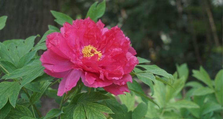 牡丹是哪个国家的国花?为什么被誉为国花?