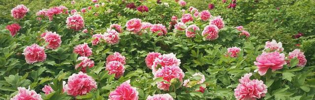 牡丹是哪个国家的国花？为什么被誉为国花？