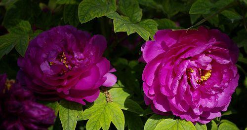 牡丹是哪个国家的国花？为什么被誉为国花？