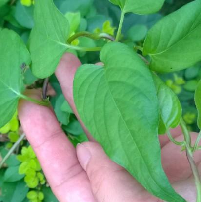 南瓜属于单子叶植物吗？单子叶植物的定义是什么？