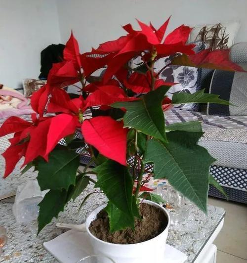 一品红通常在哪个季节开花?开花期持续多久?