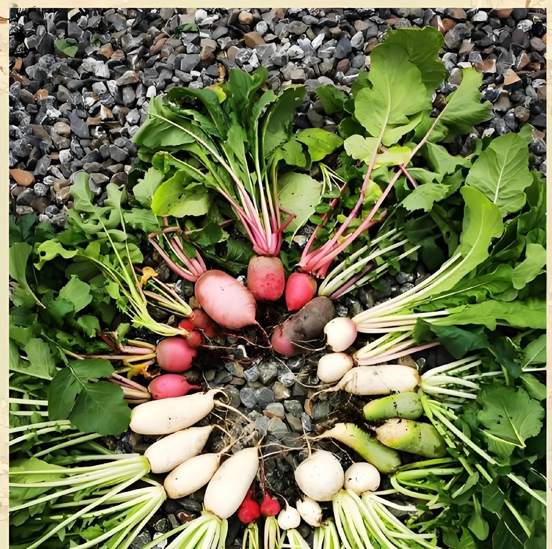 小寒来临，南方北方还能种啥菜？这6种耐寒蔬菜别错过！