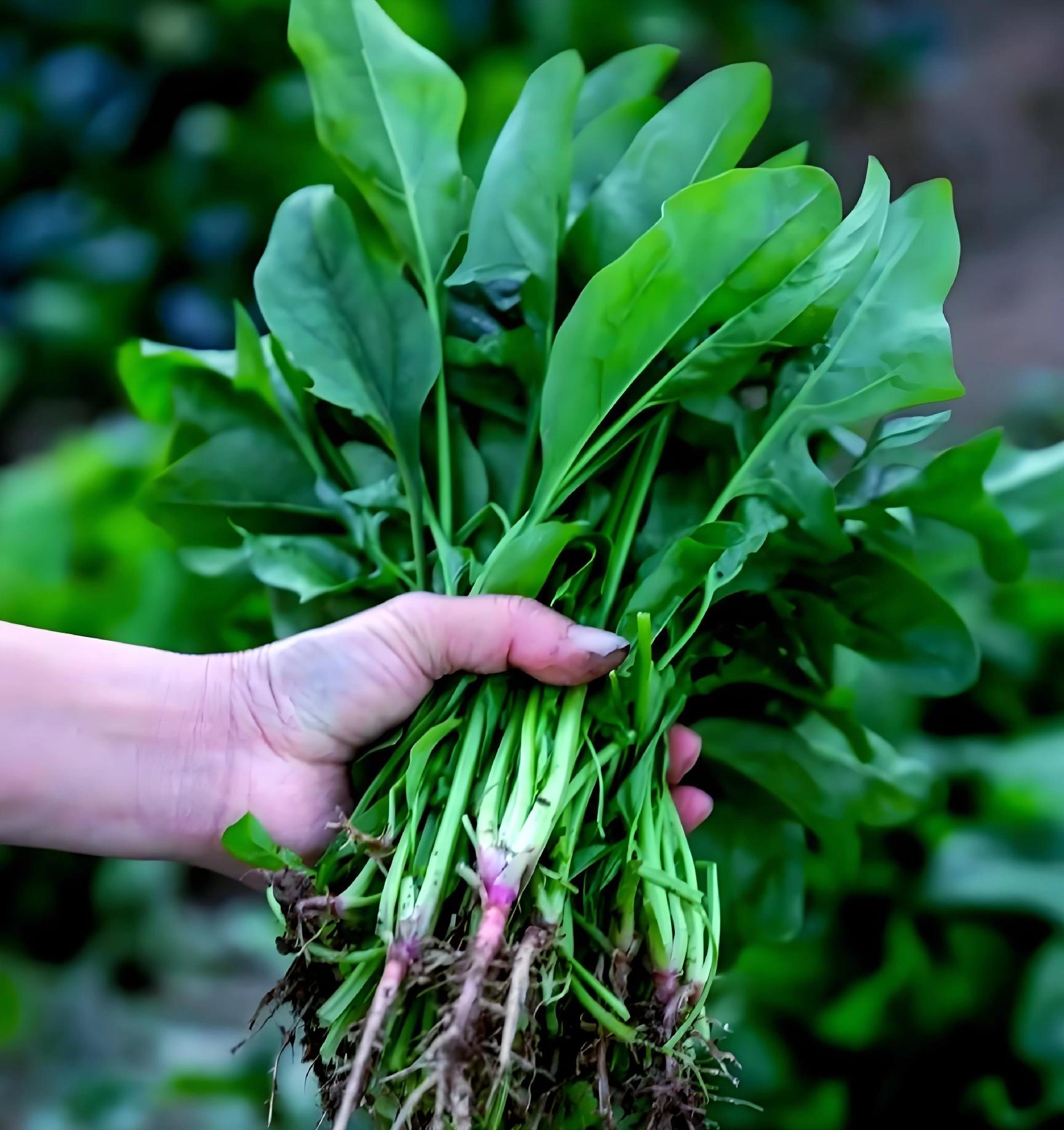 小寒来临，南方北方还能种啥菜？这6种耐寒蔬菜别错过！