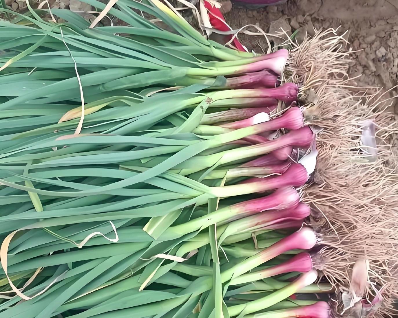 小寒来临，南方北方还能种啥菜？这6种耐寒蔬菜别错过！