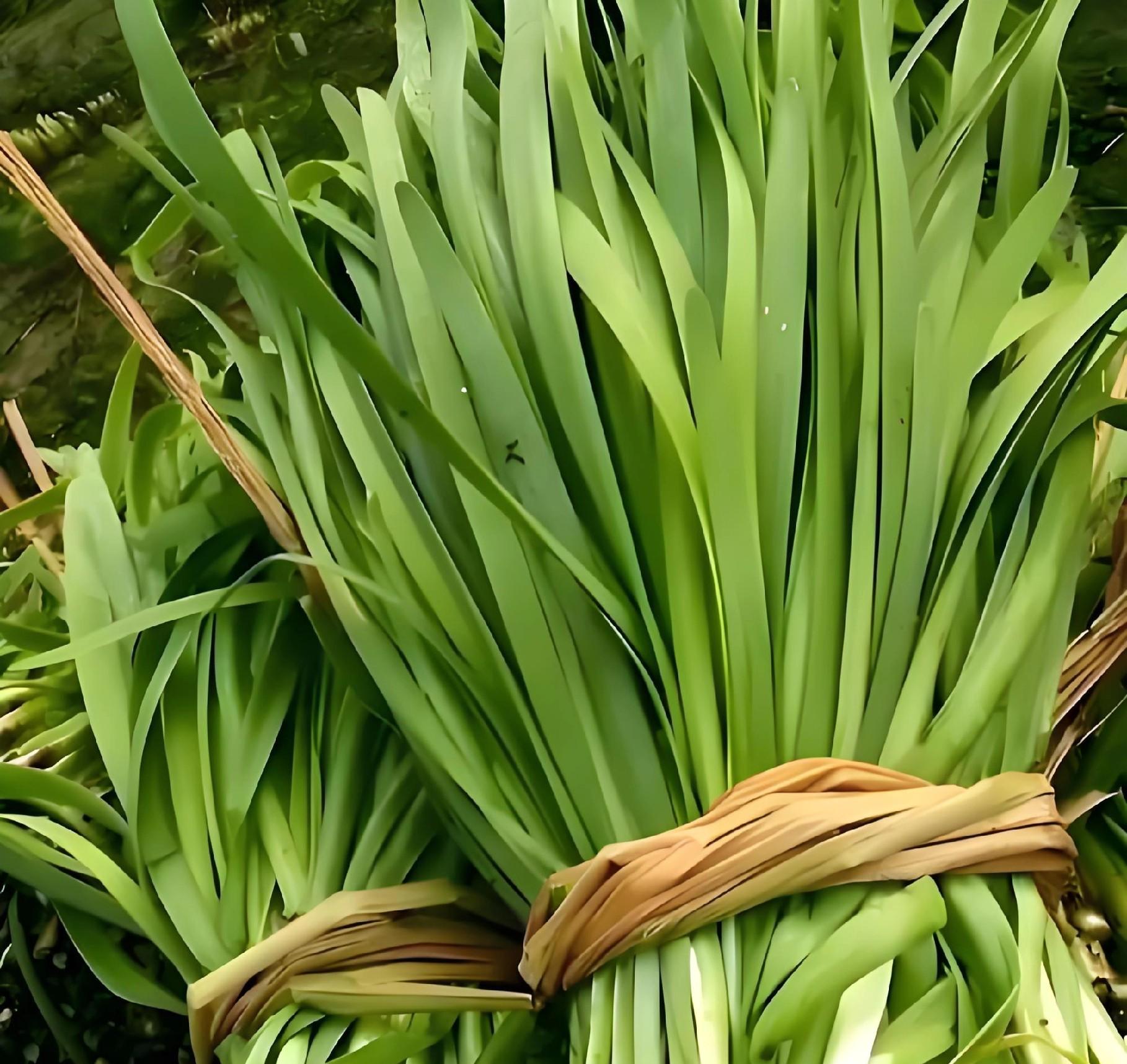 小寒来临，南方北方还能种啥菜？这6种耐寒蔬菜别错过！