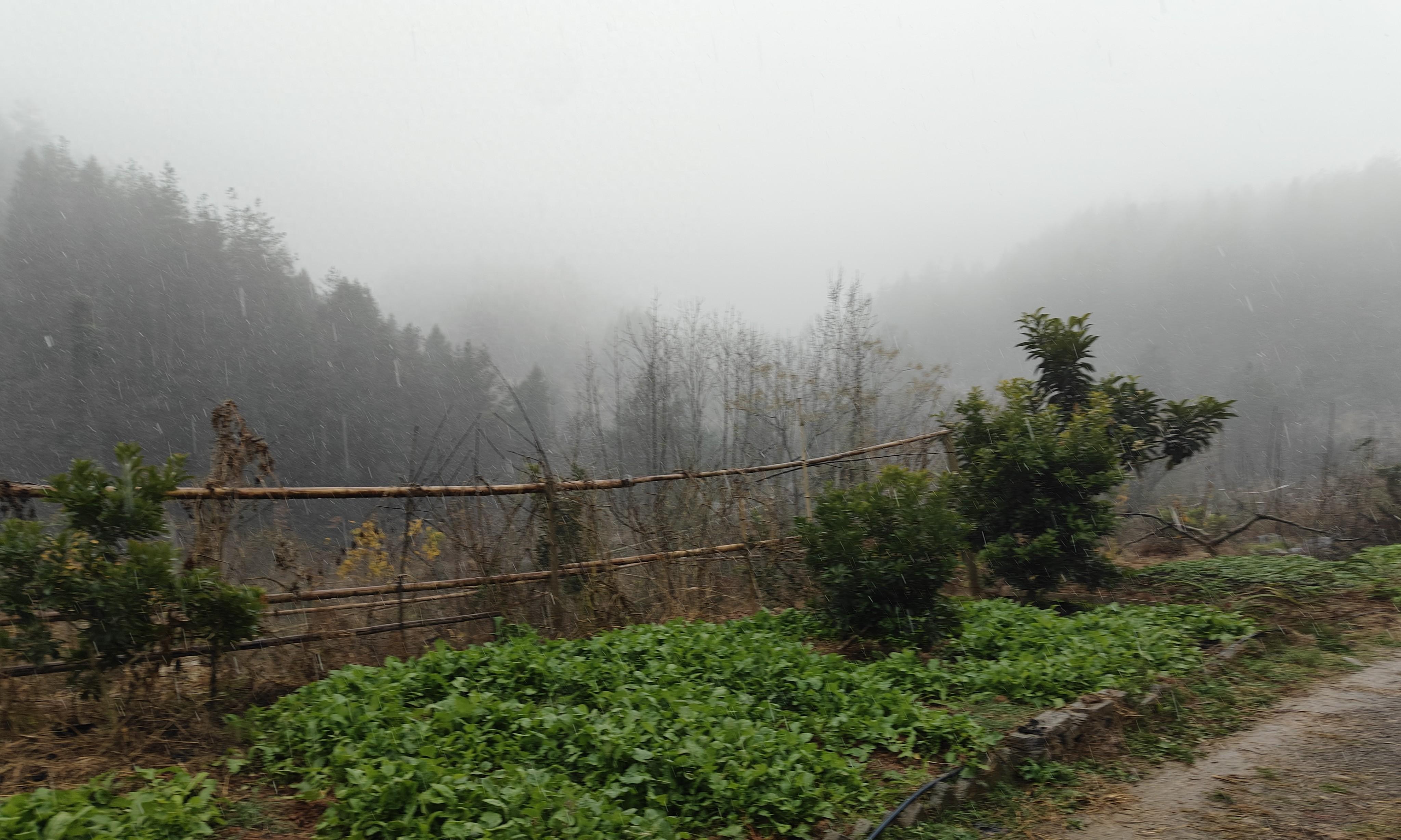 种菜新手的噩梦！这5种蔬菜种一次就后悔，全种过的都放弃种菜了