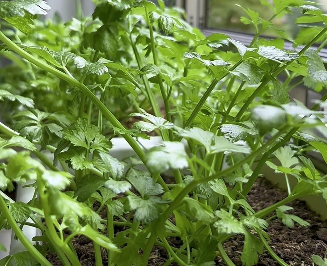 种菜新手的噩梦！这5种蔬菜种一次就后悔，全种过的都放弃种菜了