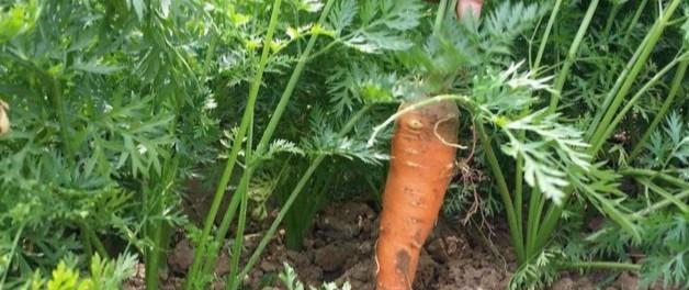 种菜新手的噩梦！这5种蔬菜种一次就后悔，全种过的都放弃种菜了