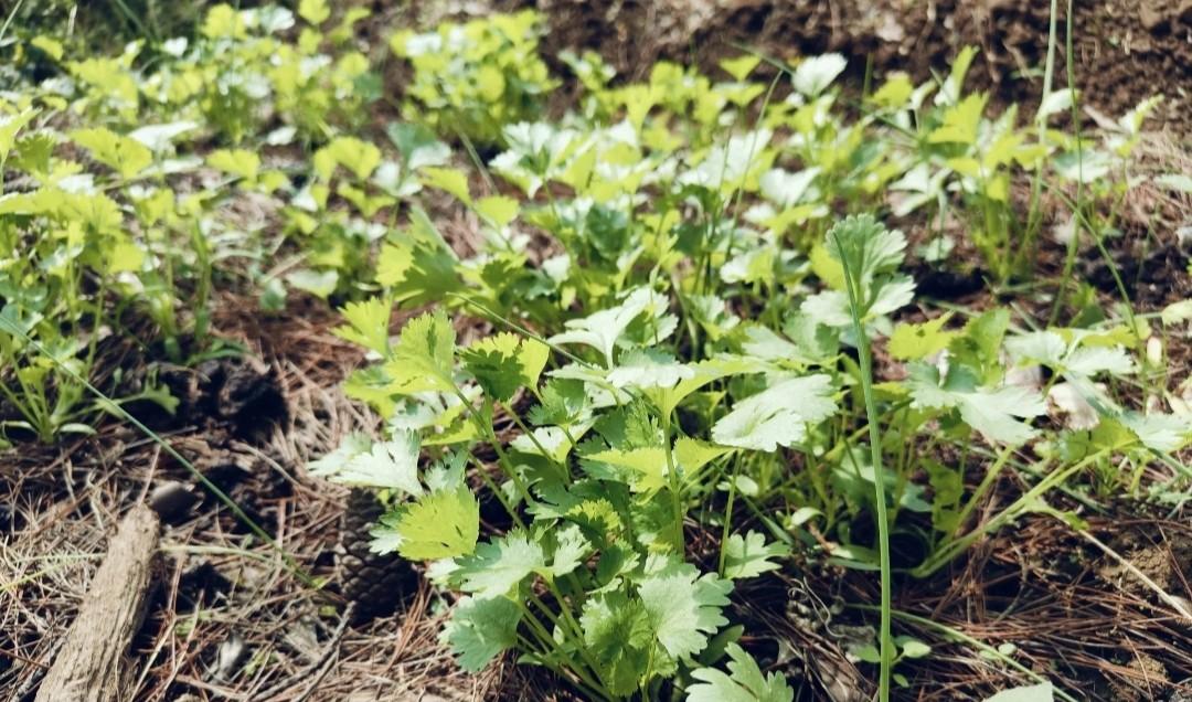 种菜新手的噩梦！这5种蔬菜种一次就后悔，全种过的都放弃种菜了