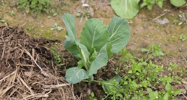 种菜新手的噩梦！这5种蔬菜种一次就后悔，全种过的都放弃种菜了