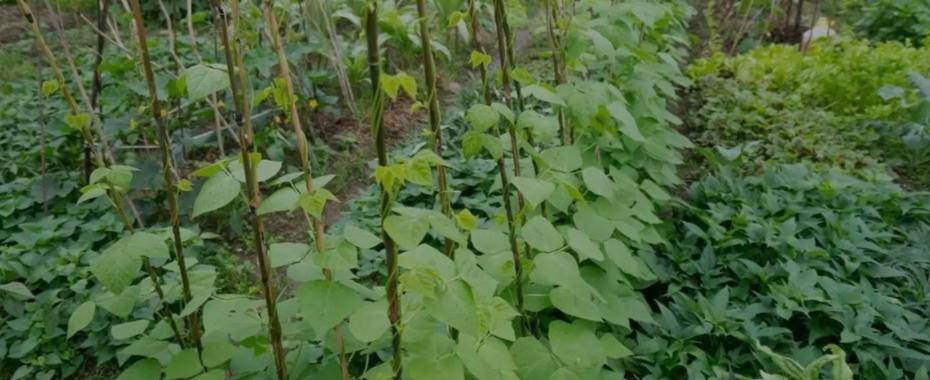 种菜技巧大揭秘，小菜园蹭蹭丰产，收菜收到手软