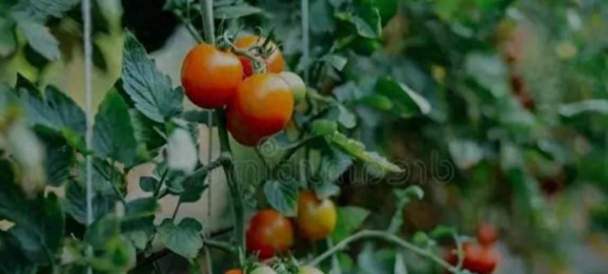 种菜技巧大揭秘，小菜园蹭蹭丰产，收菜收到手软