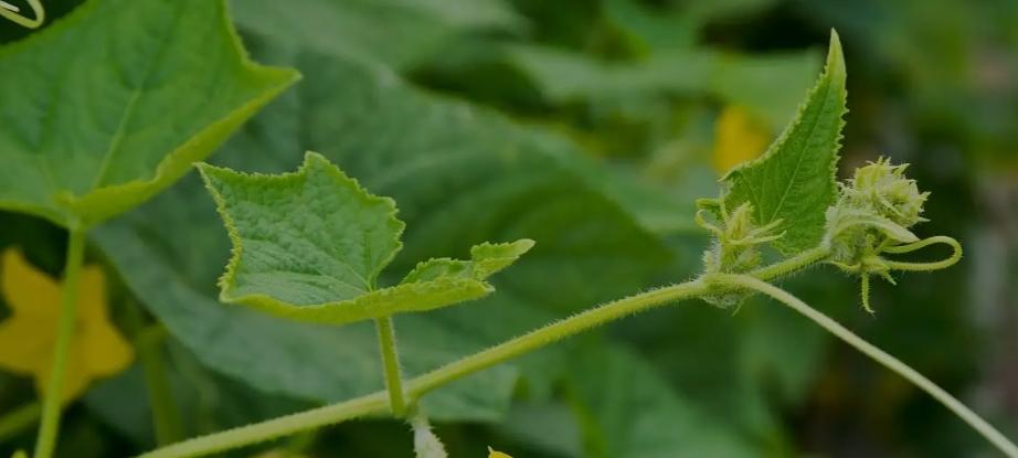 种菜技巧大揭秘，小菜园蹭蹭丰产，收菜收到手软