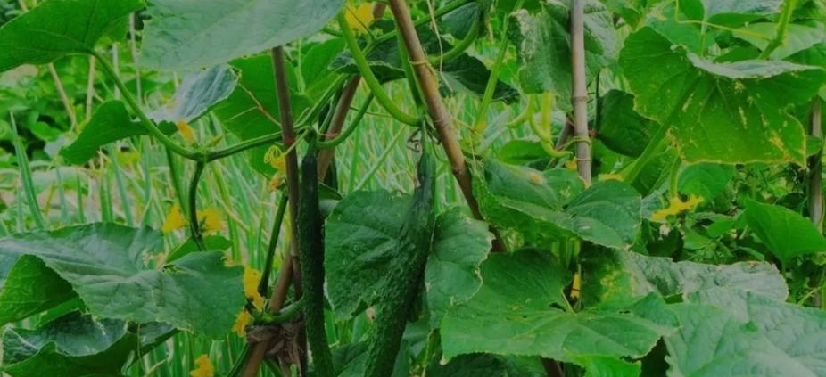 种菜技巧大揭秘，小菜园蹭蹭丰产，收菜收到手软