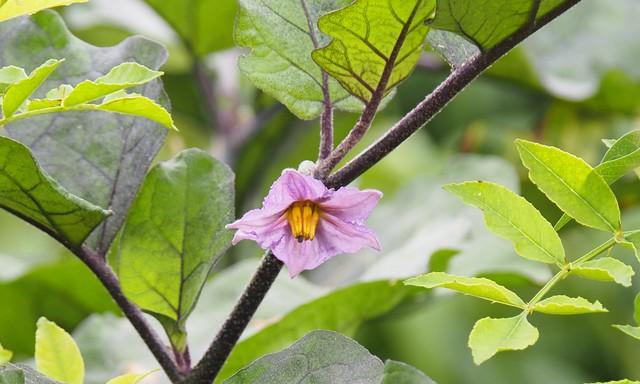 种茄子别乱施肥！这几种肥一用就掉果，老菜农：用错了全年白忙活