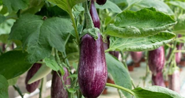 种茄子别乱施肥！这几种肥一用就掉果，老菜农：用错了全年白忙活