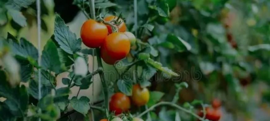 小葱别单种！和番茄种一起，驱虫又增产，堪称“种菜黄金搭档”