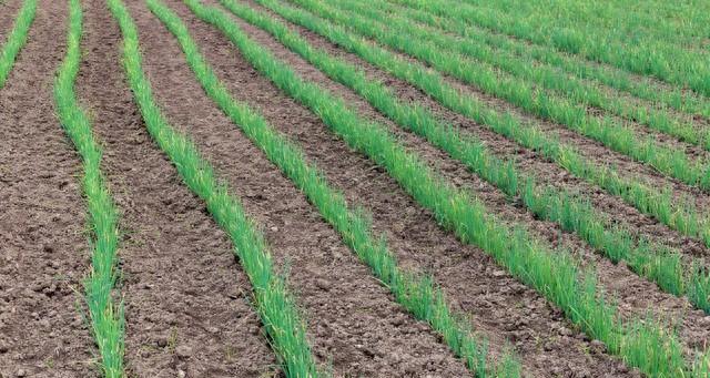 小葱别单种！和番茄种一起，驱虫又增产，堪称“种菜黄金搭档”