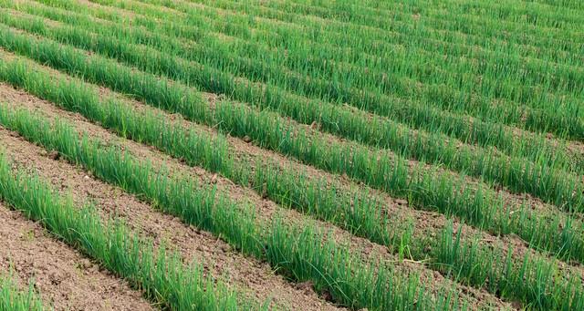 小葱别单种！和番茄种一起，驱虫又增产，堪称“种菜黄金搭档”