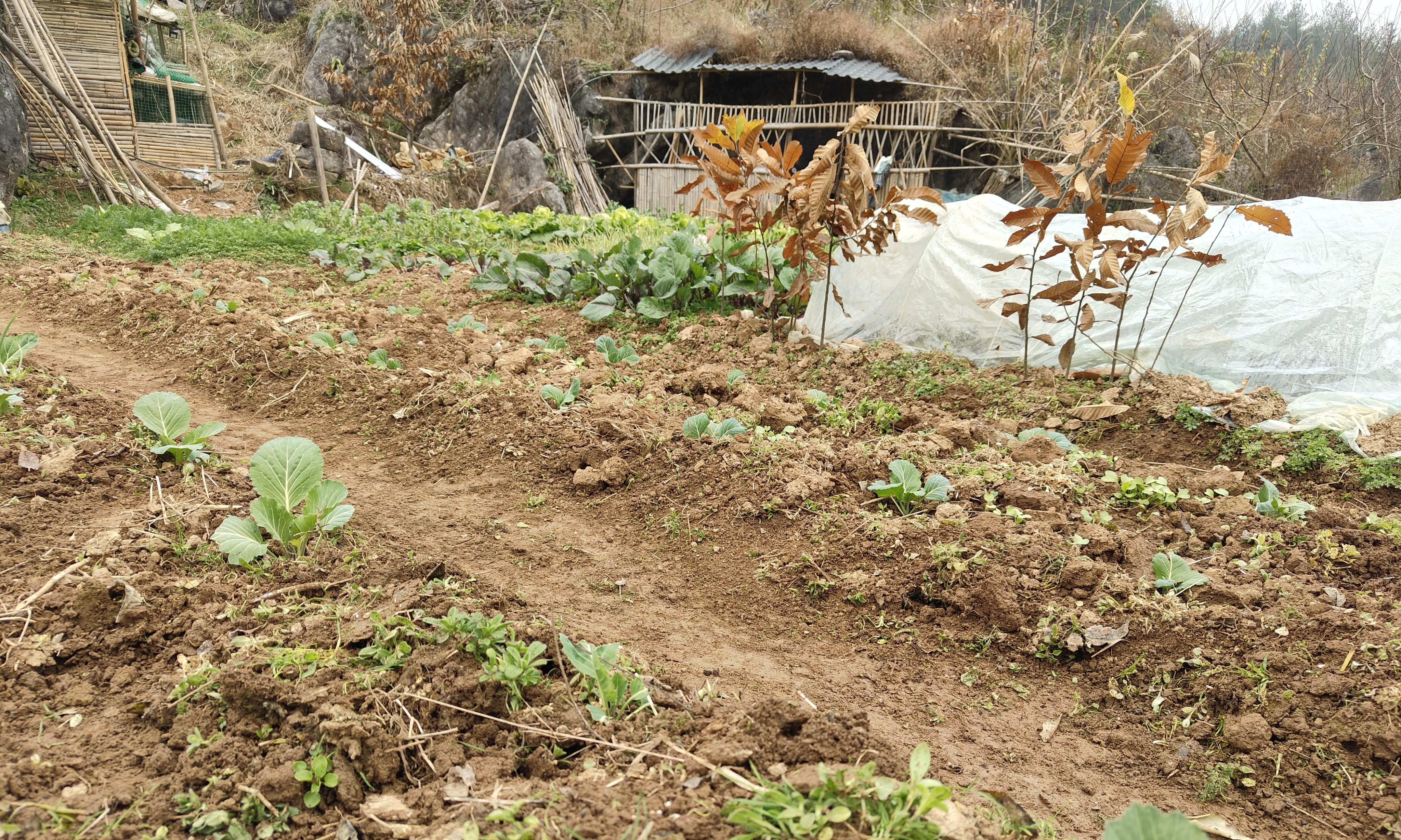 小寒以后，移栽的越冬包菜芹菜莴笋做好这3点，远比浇水施肥重要