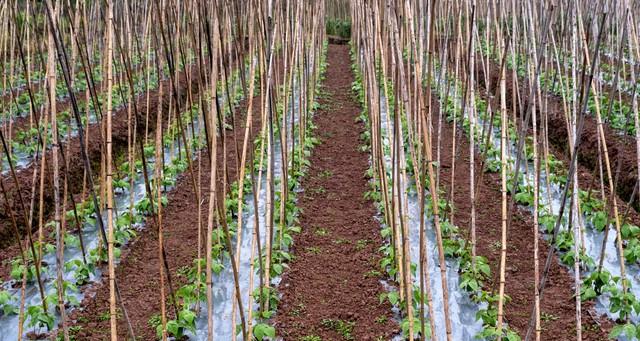 瓜果蔬菜总卷叶？一个“土方法”轻松搞定，叶片立马舒展油亮