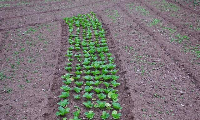 瓜果蔬菜总卷叶？一个“土方法”轻松搞定，叶片立马舒展油亮