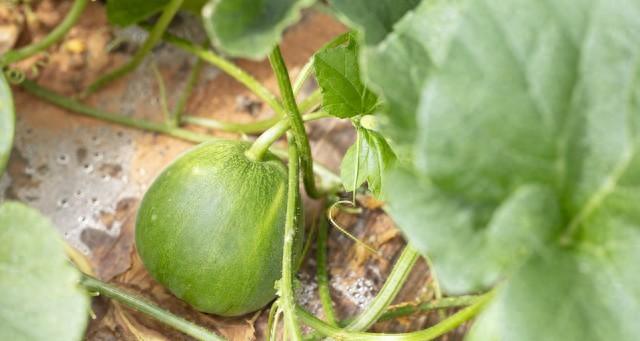 瓜果蔬菜总卷叶？一个“土方法”轻松搞定，叶片立马舒展油亮