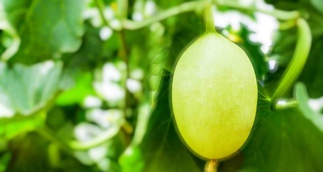 瓜果蔬菜总卷叶？一个“土方法”轻松搞定，叶片立马舒展油亮