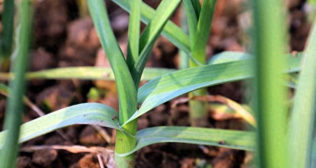 除虫剂：自制“万能除虫水”，喷一次虫子全跑光，菜园健康无残留
