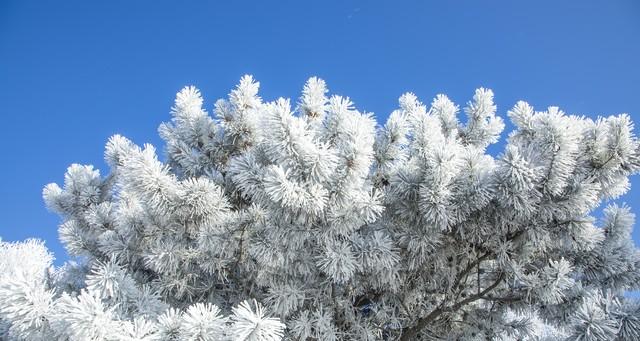 冬月十九迎三九！农谚“三九在冬，薄被过冬”啥意思？冷暖定了？