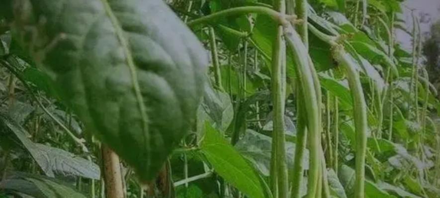 种豆角别只施肥！土霉素加它，豆角结得又长又粗，挂满枝头摘不完